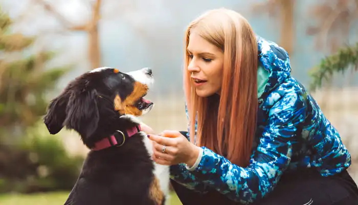 Features & Benefits of a Dog Language Translator Features & Benefits of a Dog Language Translator