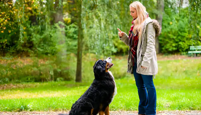 How Do You Tell a Dog You’re Sorry