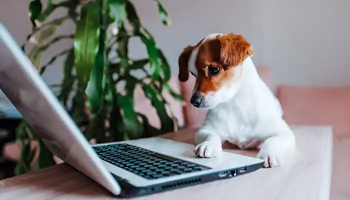 How Does A Human to Dog Translator Work? How Does A Human to Dog Translator Work?