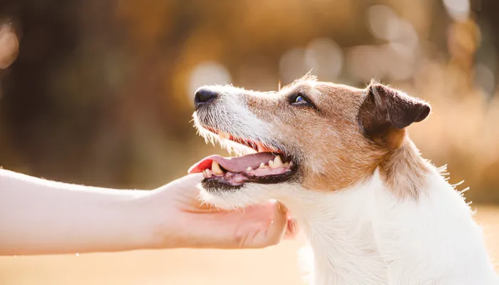 Best Dog Translator Apps in 2025 Best Dog Translator Apps in 2025