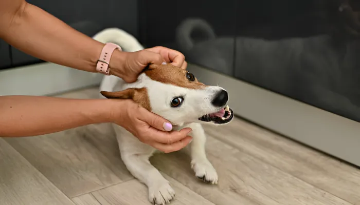 Common Dog Sounds and Their Meanings Common Dog Sounds and Their Meanings