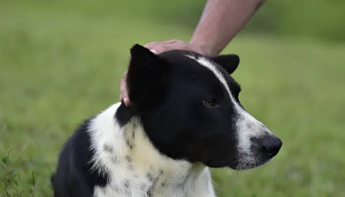 Decoding Your Dog's Health Through Vocal Cues Decoding Your Dog's Health Through Vocal Cues