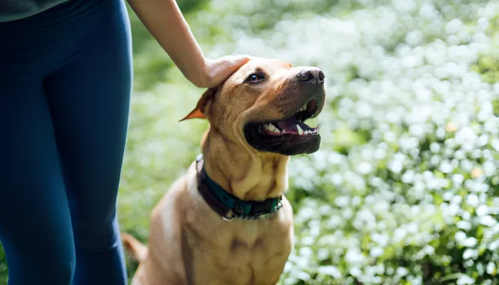 Interpreting Dog Sounds in Context Interpreting Dog Sounds in Context