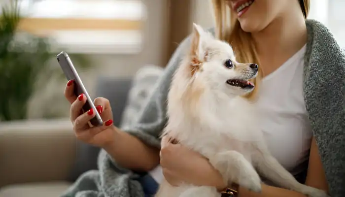 English To Dog Translator: A Basic Overview English To Dog Translator: A Basic Overview