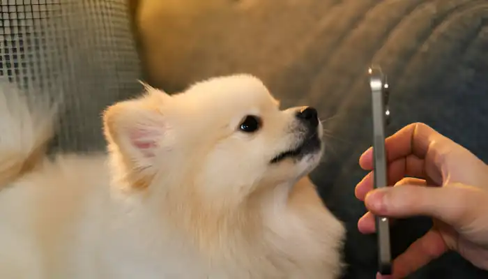 Human to Dog Translator: What Is It? Human to Dog Translator: What Is It?